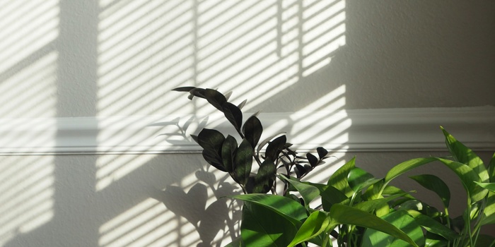 Houseplants for Small Apartments: The Best Spots for Light When You Don’t Have “Plant Corners”