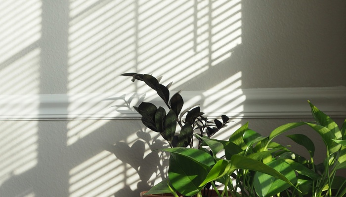 Houseplants for Small Apartments: The Best Spots for Light When You Don’t Have “Plant Corners”